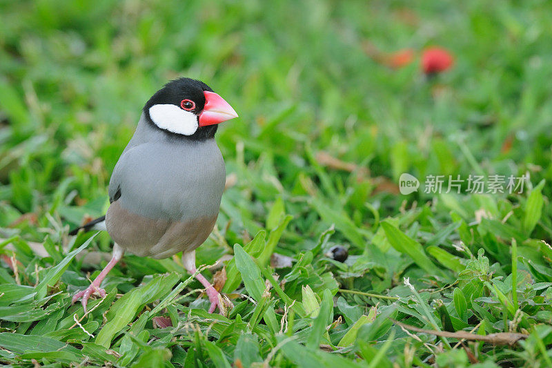 Java Sparrow, Reisfink, Lonchura Oryzivora，夏威夷